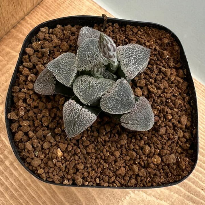 楽天市場】観葉植物/ハオルチア：交配実生株（NGピグマエア×ピグマエア 