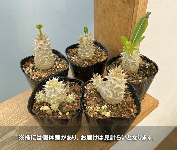 楽天市場】観葉植物/パキポディウム：恵比寿大黒（国内実生株）3.5号 
