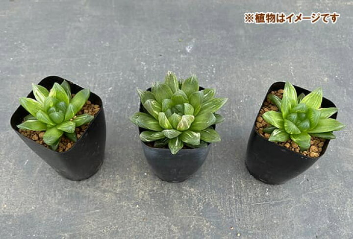 楽天市場】観葉植物/[ザ・ファームセレクト]ハオルチア：花火錦 