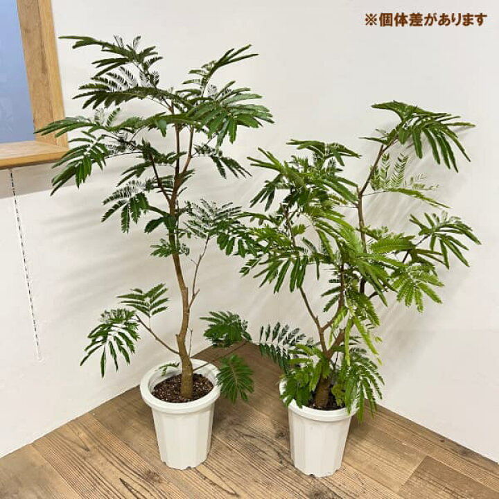 楽天市場】観葉植物/[送料無料]エバーフレッシュ 8号鉢植え* : 園芸 