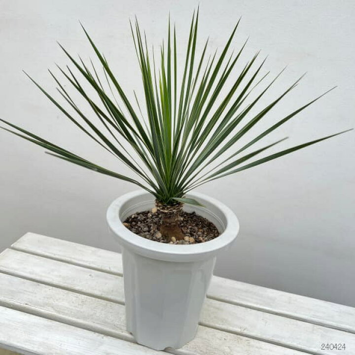 楽天市場】観葉植物/ユッカ：ロストラータ 8号鉢植え24-01 : 園芸 