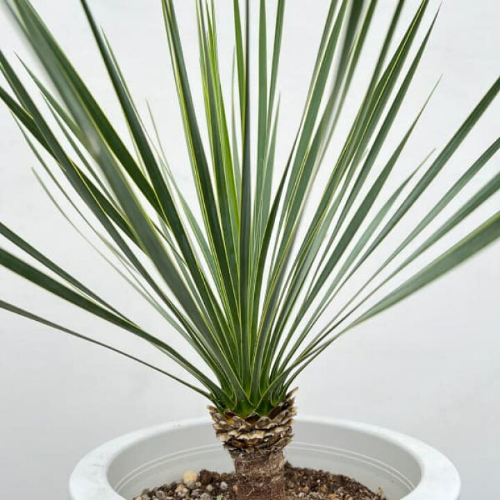 楽天市場】観葉植物/ユッカ：ロストラータ 8号鉢植え24-01 : 園芸 