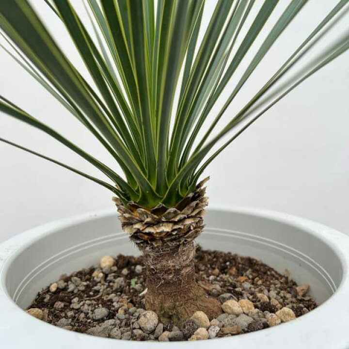 楽天市場】観葉植物/ユッカ：ロストラータ 8号鉢植え24-01 : 園芸 