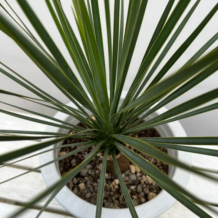 楽天市場】観葉植物/ユッカ：ロストラータ 8号鉢植え24-01 : 園芸 