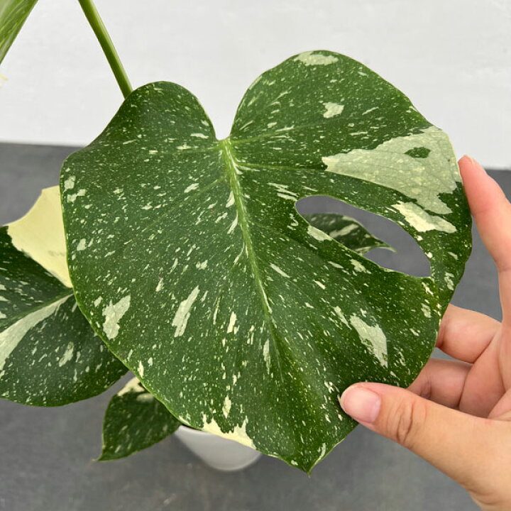 楽天市場】観葉植物/モンステラ：タイコンステレーション（散斑）4号鉢 