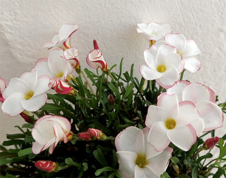 楽天市場 草花の苗 オキザリス バーシカラー3 5号ポット 園芸ネット プラス 楽天市場 草花の苗 オキザリス バーシカラー3 5号ポット 園芸ネット プラス