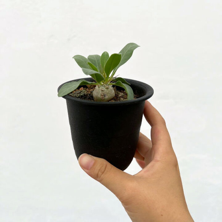 楽天市場】観葉植物/パキポディウム：光堂（実生株） 3号 : 園芸ネット 