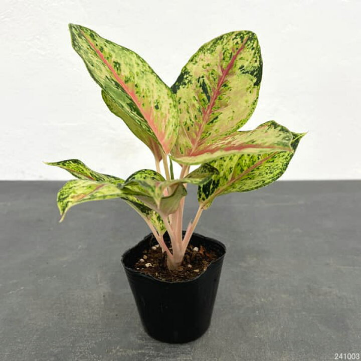 楽天市場】観葉植物/[アーリーサマーセール]アグラオネマ：テン 