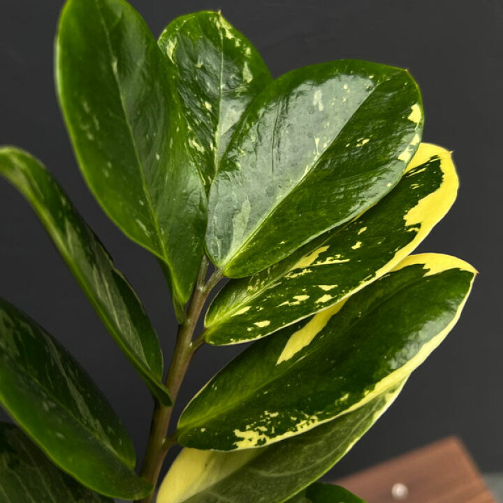 楽天市場】観葉植物/ザミオクルカス：ザミーフォリア（斑入り） 4号24  