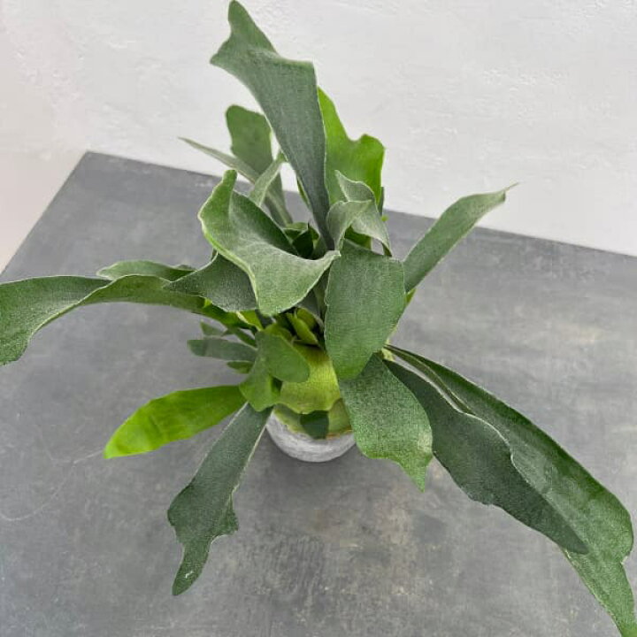 楽天市場】観葉植物/ビカクシダ（コウモリラン）：ネザーランド 4号 