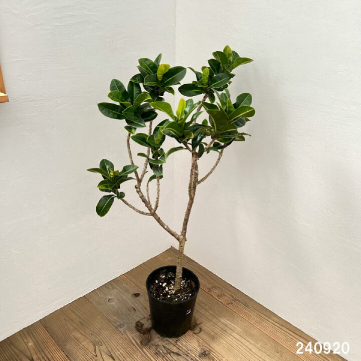 楽天市場】観葉植物/[アーリーサマーセール]フィカス エラスティカ 