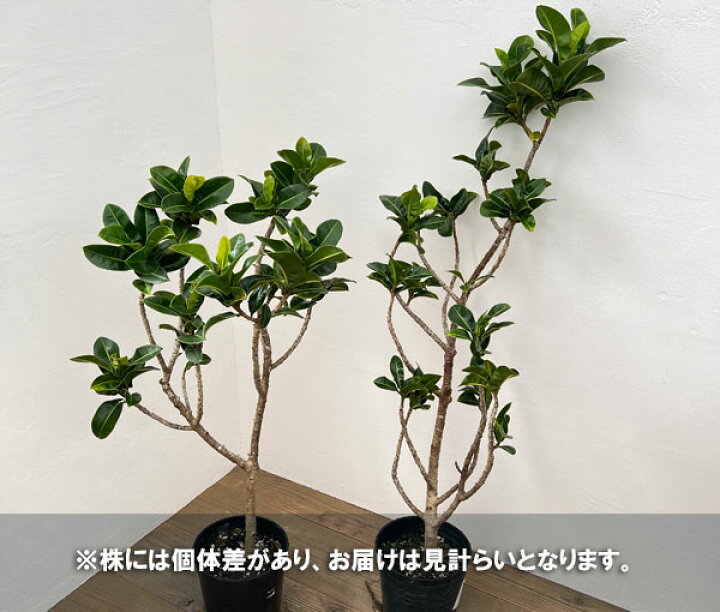 楽天市場】観葉植物/[アーリーサマーセール]フィカス エラスティカ 