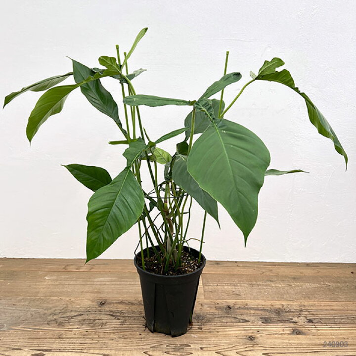 楽天市場】観葉植物/フィロデンドロン：ジョーピー 8号鉢植え : 園芸 