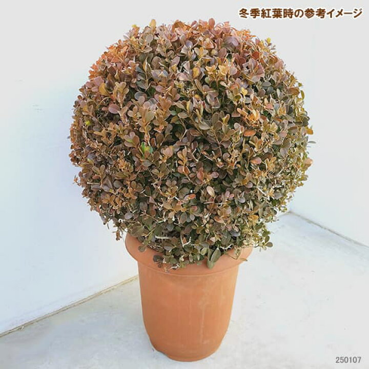 楽天市場】花木 庭木の苗/ボックスウッド（西洋ツゲ）玉仕立て8号 