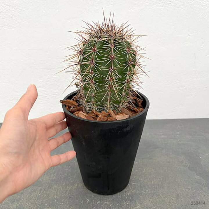 楽天市場】観葉植物/サボテン：弁慶柱 （べんけいちゅう） 5号鉢植え 