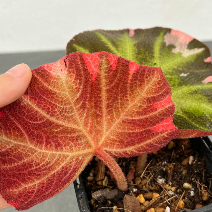 楽天市場】観葉植物/[アーリーサマーセール]（わけあり特価）ベゴニア 
