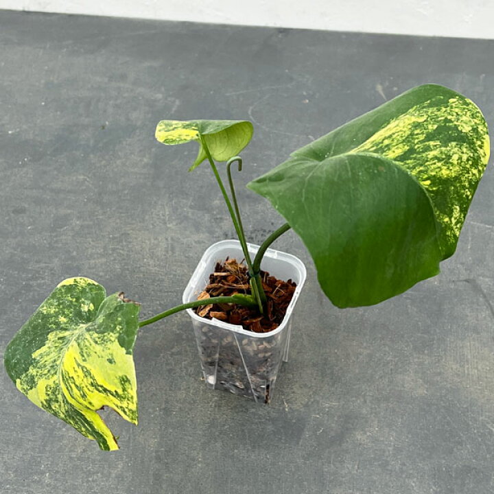 楽天市場】観葉植物/[ザ・ファームセレクト]モンステラ：デリシオーサ  