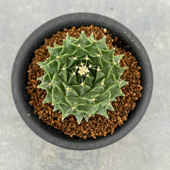 楽天市場】観葉植物/サボテン：オブレゴニア デネグリイ（帝冠）実生株 