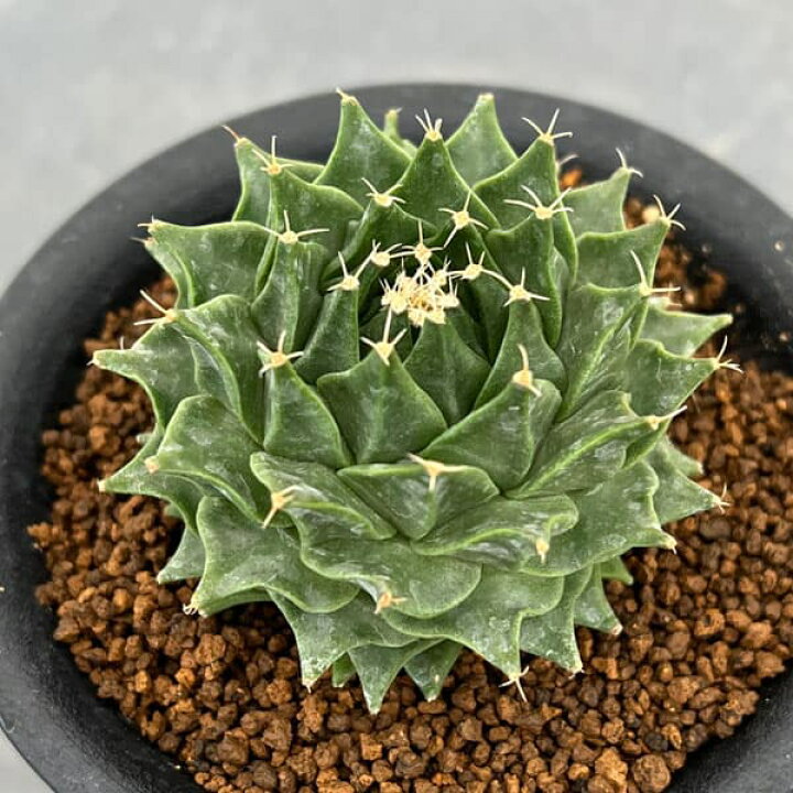 楽天市場】観葉植物/サボテン：オブレゴニア デネグリイ（帝冠）実生株 