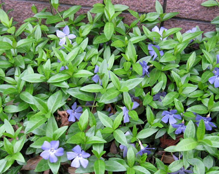 楽天市場 送料無料 ビンカ ミノール ヒメツルニチニチソウ 3号ポット28株セット 一平米分 園芸ネット プラス