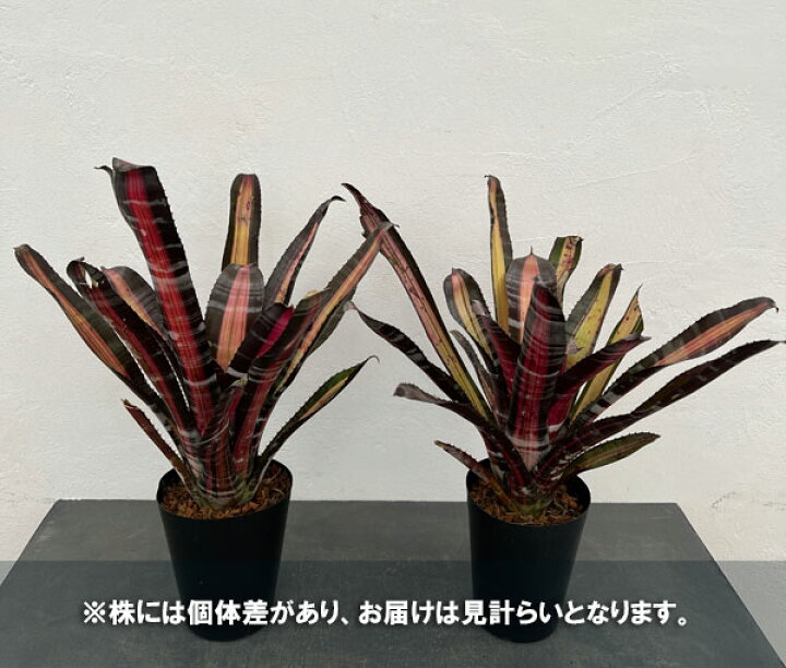 楽天市場】観葉植物/エクメア：ロベルトメネスカル 5号鉢植え : 園芸 