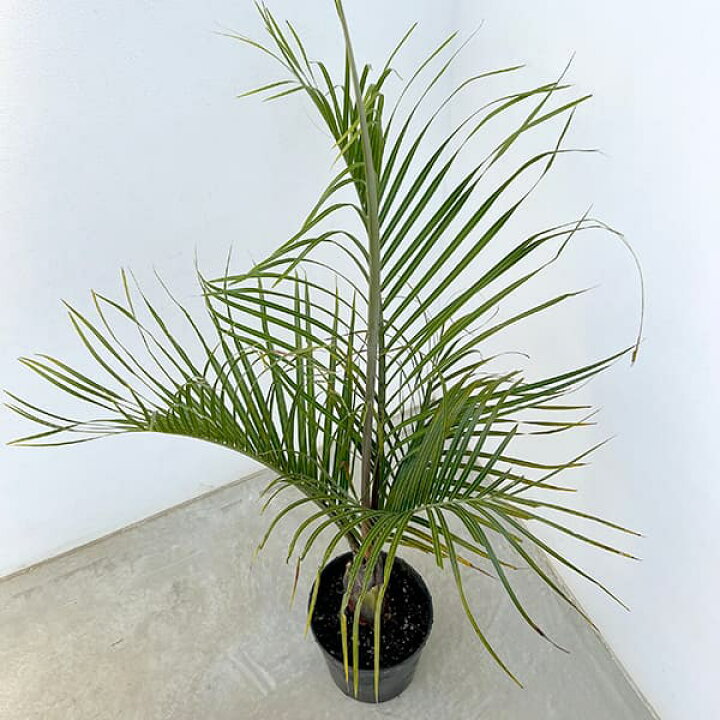 楽天市場】観葉植物/ヤシ：ミツヤヤシ 7号 : 園芸ネット プラス