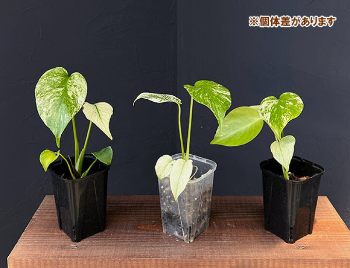 楽天市場】観葉植物/モンステラ：ホワイトモンスター 3号ポット : 園芸 