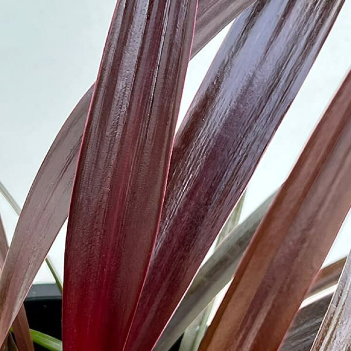 4 ハマユウ 9号 ハマオモト 銅葉 赤葉 ハマユウ（ハマオモト） 