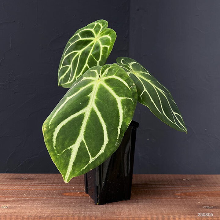 楽天市場】観葉植物/（わけあり特価）アンスリウム：ドラヤキ×クリスタ 
