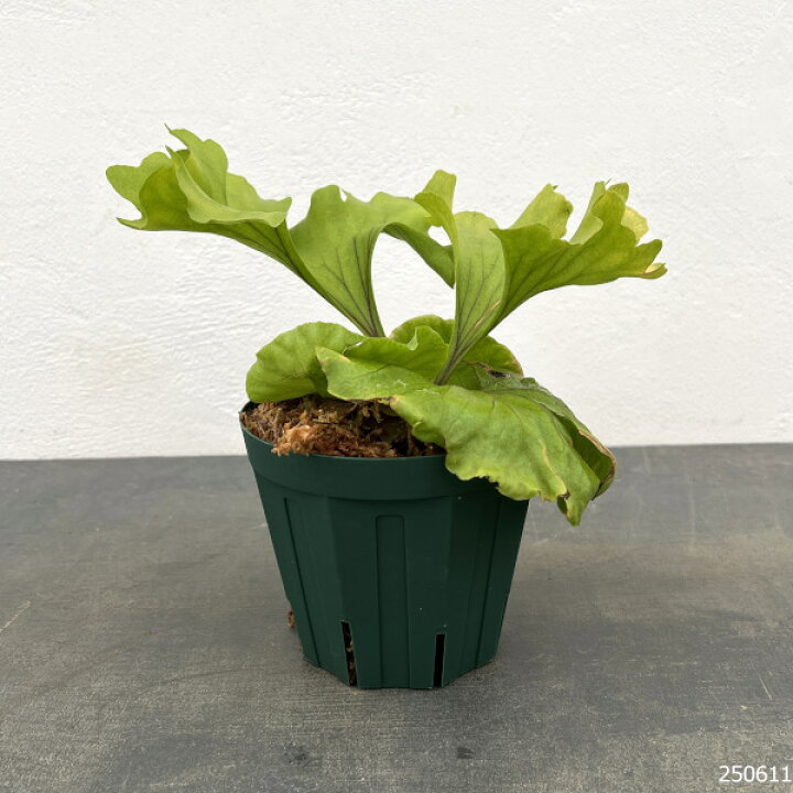 楽天市場】観葉植物/ビカクシダ（コウモリラン）：リドレイ モンキー 