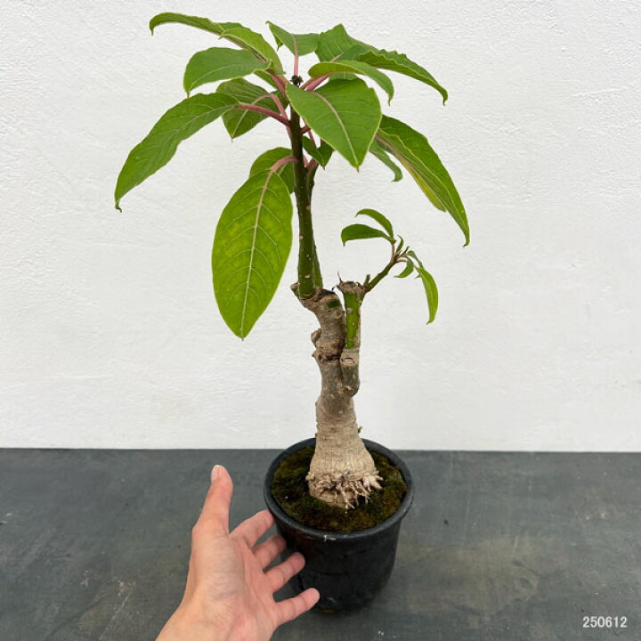 楽天市場】観葉植物/オンブー（塊根仕立て）4号鉢植え 25-02 : 園芸 