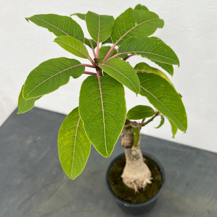 楽天市場】観葉植物/オンブー（塊根仕立て）4号鉢植え 25-02 : 園芸 