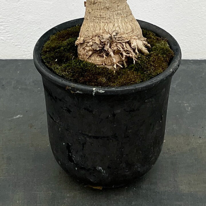 楽天市場】観葉植物/オンブー（塊根仕立て）4号鉢植え 25-02 : 園芸 