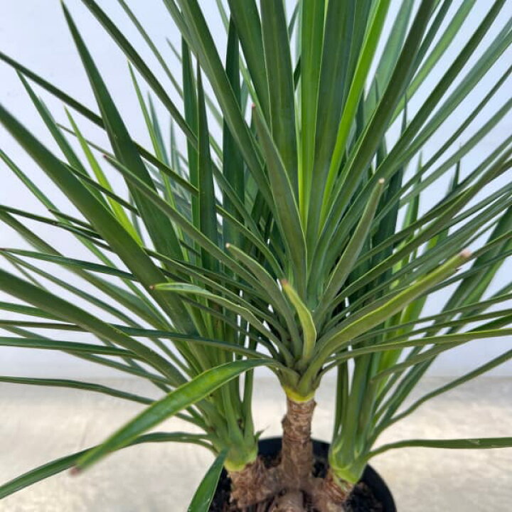 楽天市場】観葉植物/ユッカ：アロイフォリア（センジュラン）7号鉢植え 