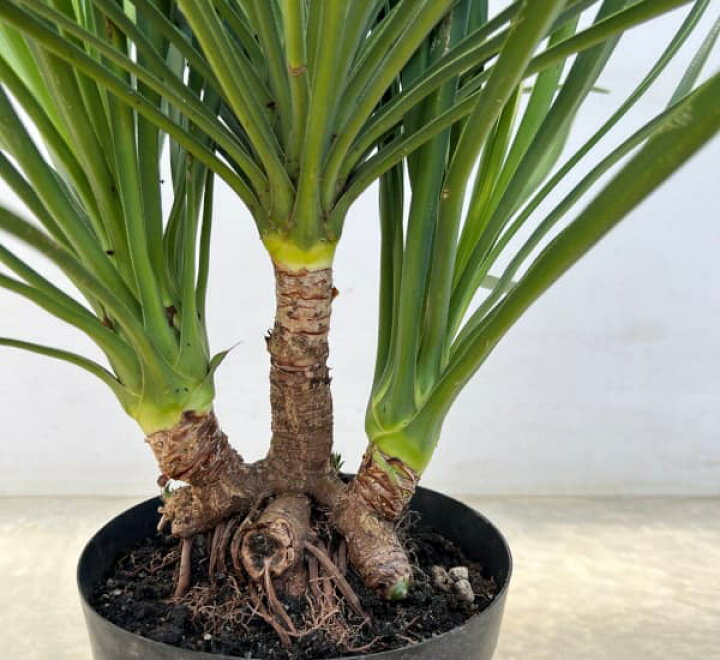 楽天市場】観葉植物/ユッカ：アロイフォリア（センジュラン）7号鉢植え 