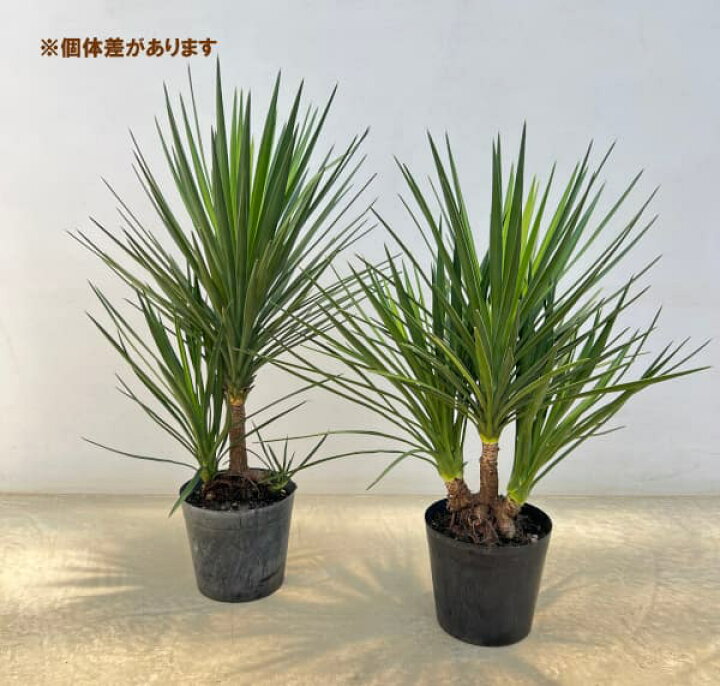 楽天市場】観葉植物/ユッカ：アロイフォリア（センジュラン）7号鉢植え 