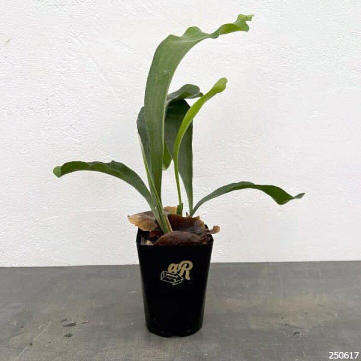 楽天市場】観葉植物/ビカクシダ（コウモリラン）：ネザランズ 3.5号鉢 