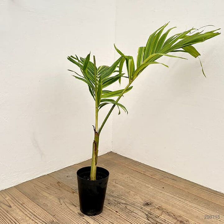 楽天市場】観葉植物/[ザ・ファームセレクト]ヤシ：マニラパーム 