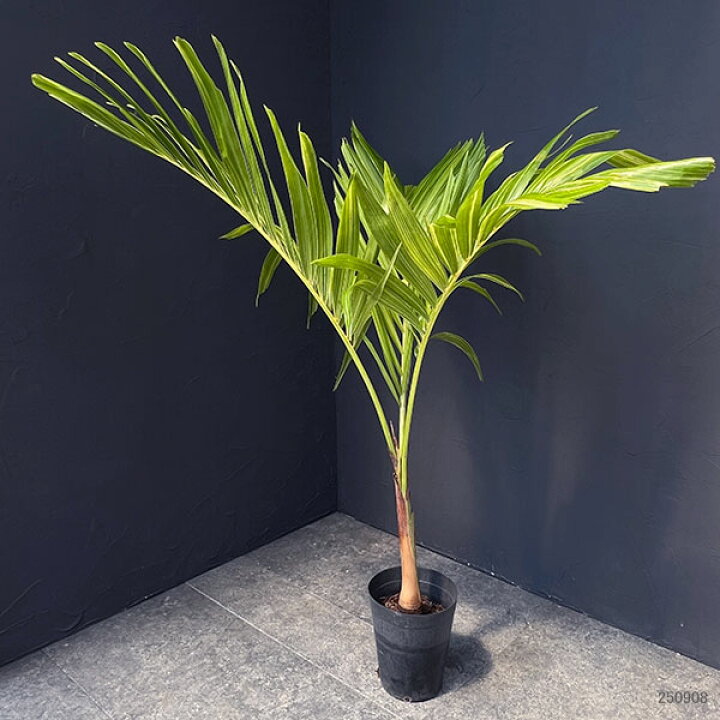 楽天市場】観葉植物/[ザ・ファームセレクト]ヤシ：マニラパーム 