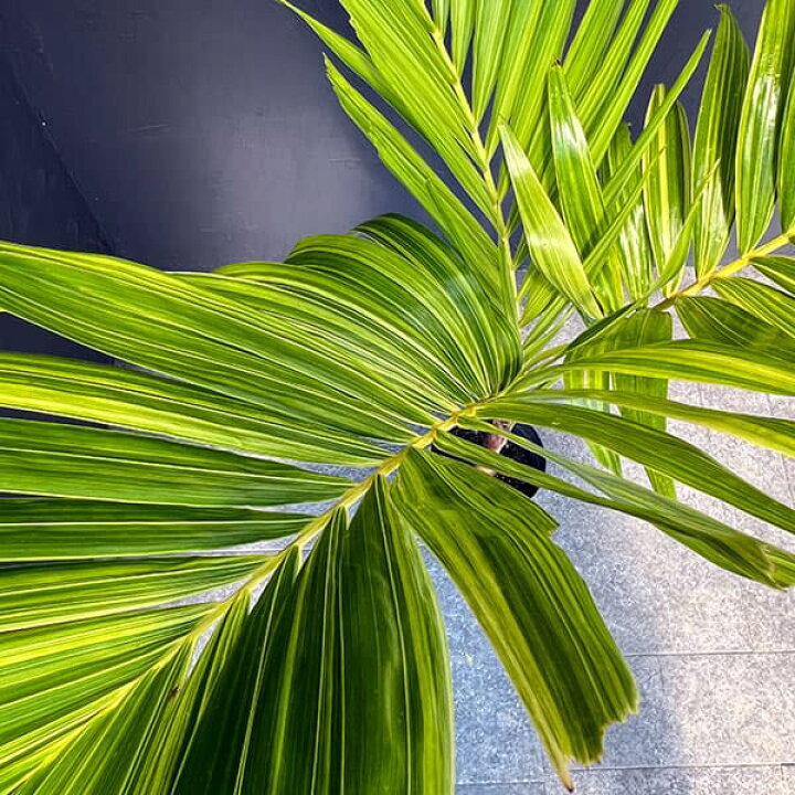 楽天市場】観葉植物/[ザ・ファームセレクト]ヤシ：マニラパーム 