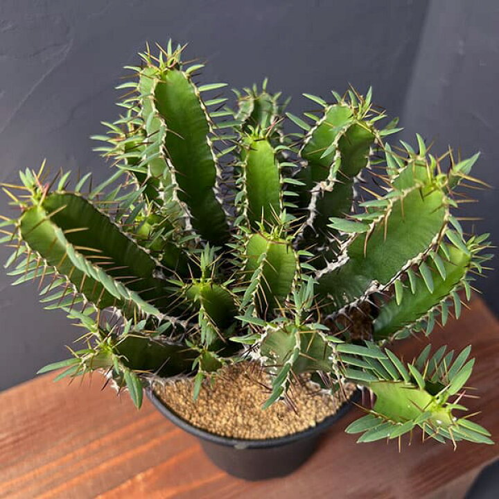 楽天市場】観葉植物/ユーフォルビア：ムランジーナ 4号鉢植え : 園芸 