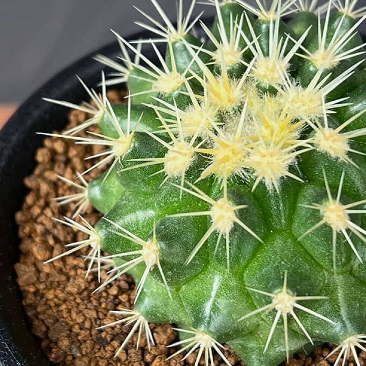 楽天市場】観葉植物/サボテン：短刺キンシャチ（金鯱） 3号鉢植え 