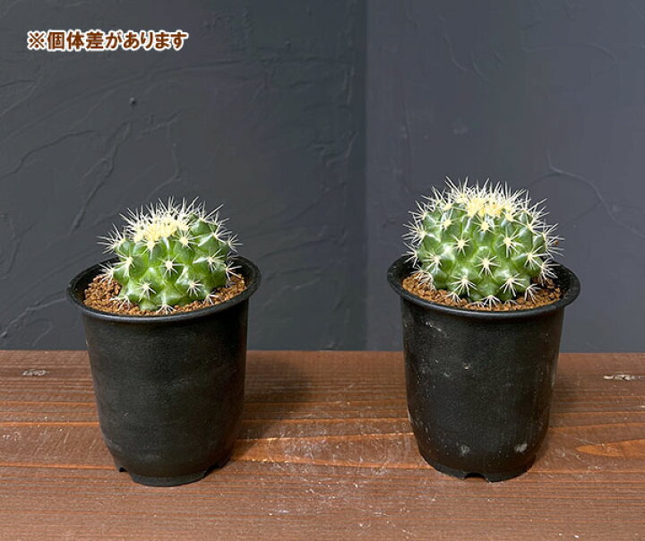 楽天市場】観葉植物/サボテン：短刺キンシャチ（金鯱） 3号鉢植え 