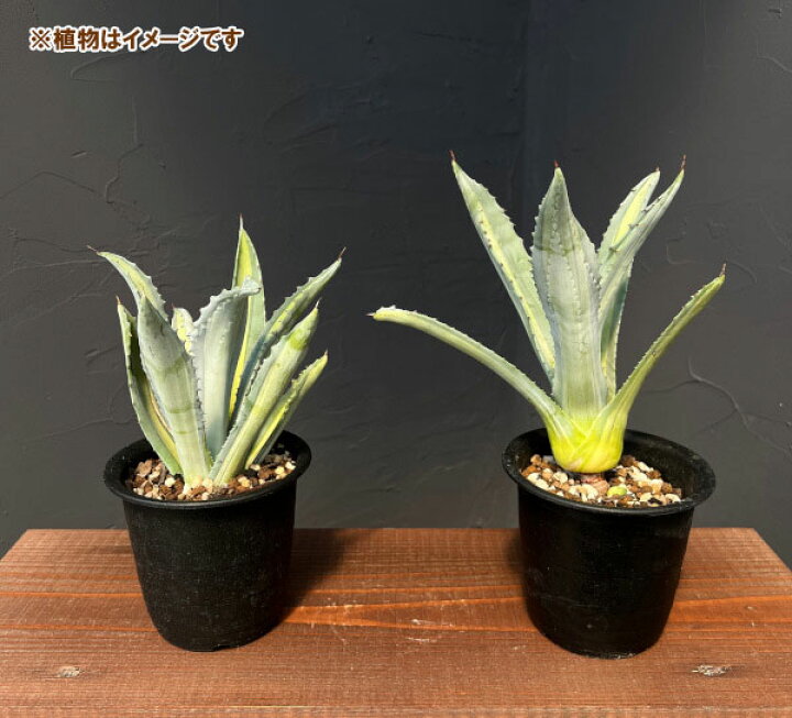 楽天市場】観葉植物/アガベ ：アメリカーナ エクスパンサ パリーダ 3.5 