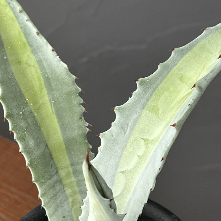 楽天市場】観葉植物/アガベ ：アメリカーナ エクスパンサ パリーダ 3号 