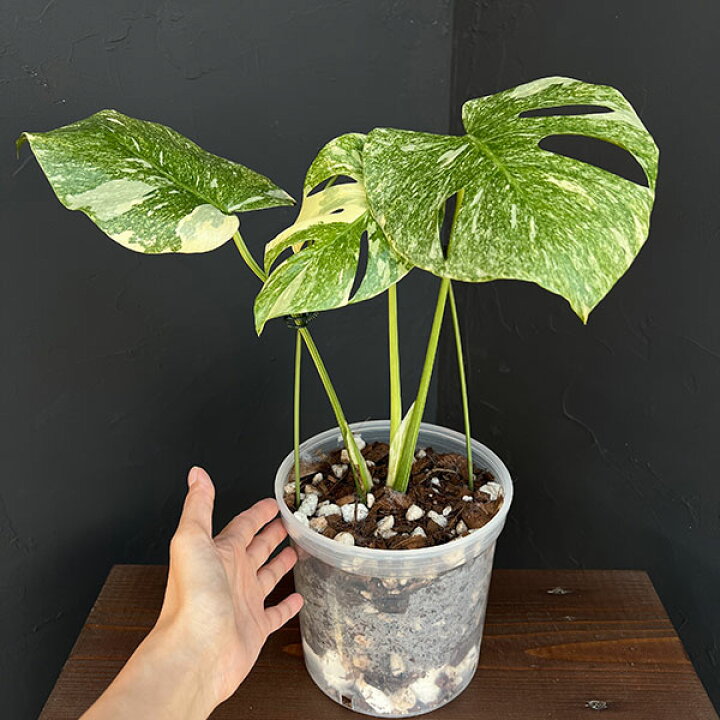楽天市場】観葉植物/モンステラ：デリシオーサ レガシー 5号25-03 
