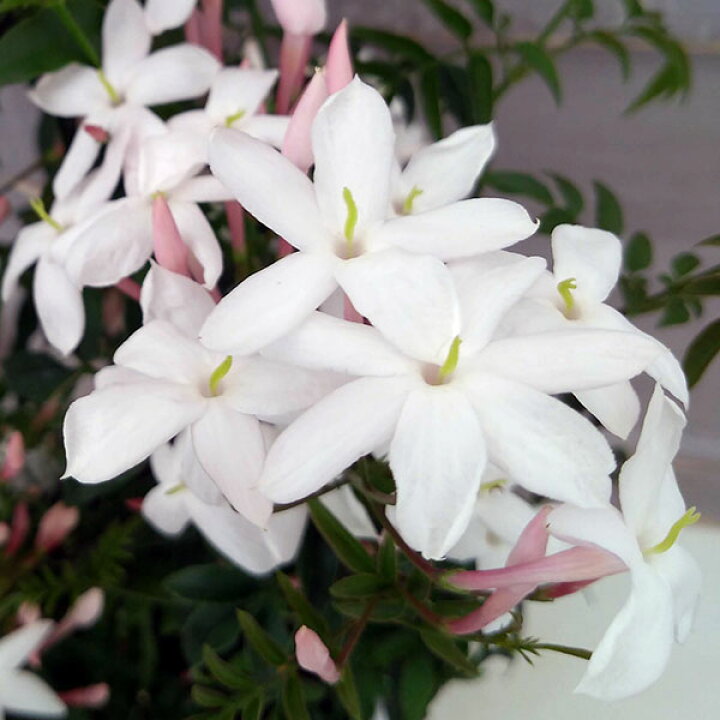 草花の苗 ハゴロモジャスミン 羽衣ジャスミン
