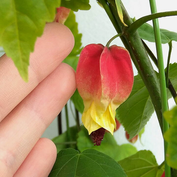 楽天市場 つる性アブチロン チロリアンランプ4 5 5号鉢植え 園芸ネット プラス