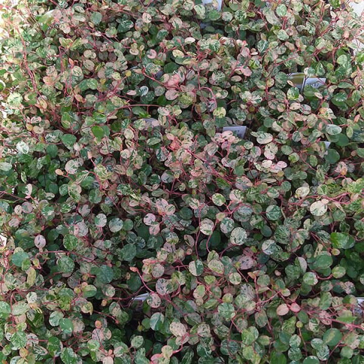 楽天市場 観葉植物 ワイヤープランツ 斑入葉 スポットライト3号ポット2株セット 園芸ネット プラス