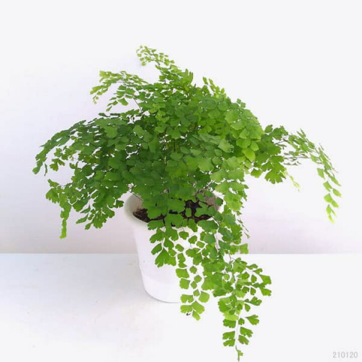 楽天市場 観葉植物 アジアンタム フラグランス5号鉢植え 園芸ネット プラス